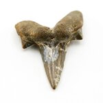 Shark Tooth.JPG
