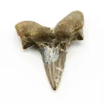 Shark Tooth.webp