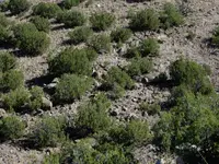 IMGP1500.webp