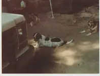 snace dogs.webp