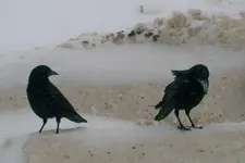 crows 1.webp