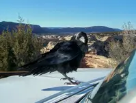 crows 2.webp