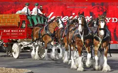 12-Budweiser-Clydesdale-Event-SR-01-1024x635.webp