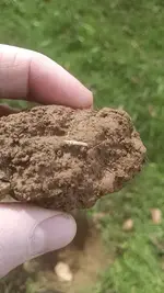 Coin in Dirt.webp