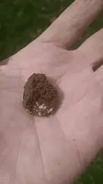 Coin in Hand.webp