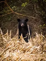 Black Bear.webp