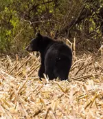 Black Bear2.webp