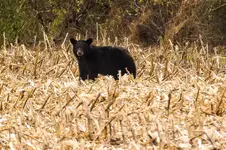 Black Bear3.webp