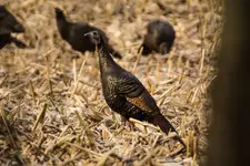 Turkey Hen_1.webp