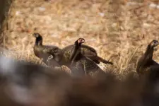 Turkey Hens.webp