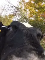 10.15.16-cow2.webp