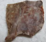 paleo0020.webp