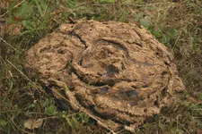 Cow Pie.webp