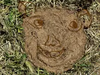Cow Pie Face.webp