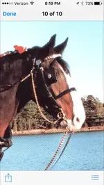 horse tack.webp