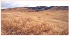 eden_valley.webp