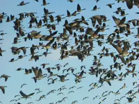 geese in flight.webp