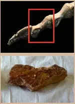 dinosaur-3-left-footcompare.webp