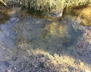digging_12-26-16.webp