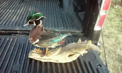 wood duck 1a.webp