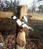 bufflehead duck 1.webp
