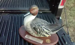 ducks unlimited Redhead duck 1.webp