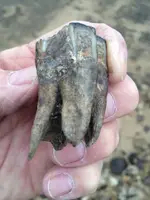 Tooth1.webp