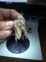 Tooth2.webp