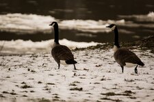 2 Geese Walking .JPG