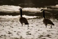2 Geese Walking .webp