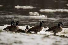 Canada Geese On Riverbank.JPG