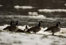 Canada Geese On Riverbank.webp