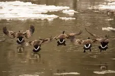 Flying Geese.webp