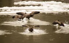 Landing Geese .webp