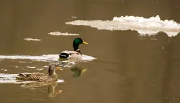 Mallard Pair.webp