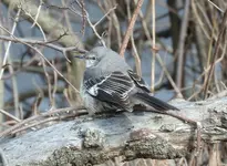 DSCN0734.webp