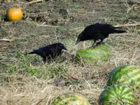 K1600_DSCN0152.webp