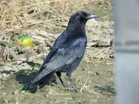 K1600_DSCN0151.webp