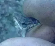 1478211062247.webp