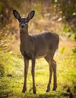 Deer_1.webp