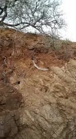 snakey.webp