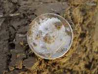 F75DST 5 Silver Coins 003.webp