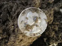 F75DST 5 Silver Coins 012.webp