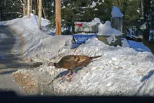 Wild Turkey NH.webp