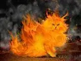 catonfire.webp