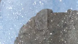 1479087691401.webp