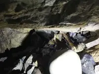 human remains.webp