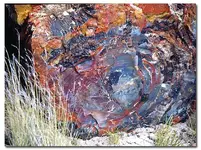 Colorado agate.webp