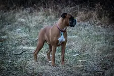 Miss Daisy_1.webp Miss Daisy_1.webp