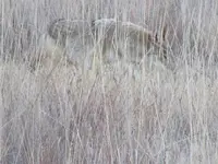 IMG_1000.webp